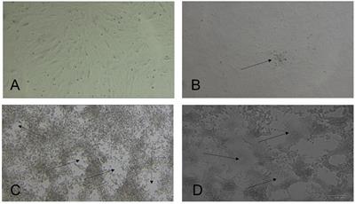 Isolation and genetic characterization of MERS-CoV from dromedary camels in the United Arab Emirates